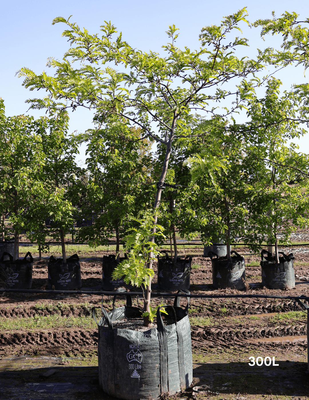 Gleditsia triacanthos 'Shademaster' - Evergreen Trees Direct