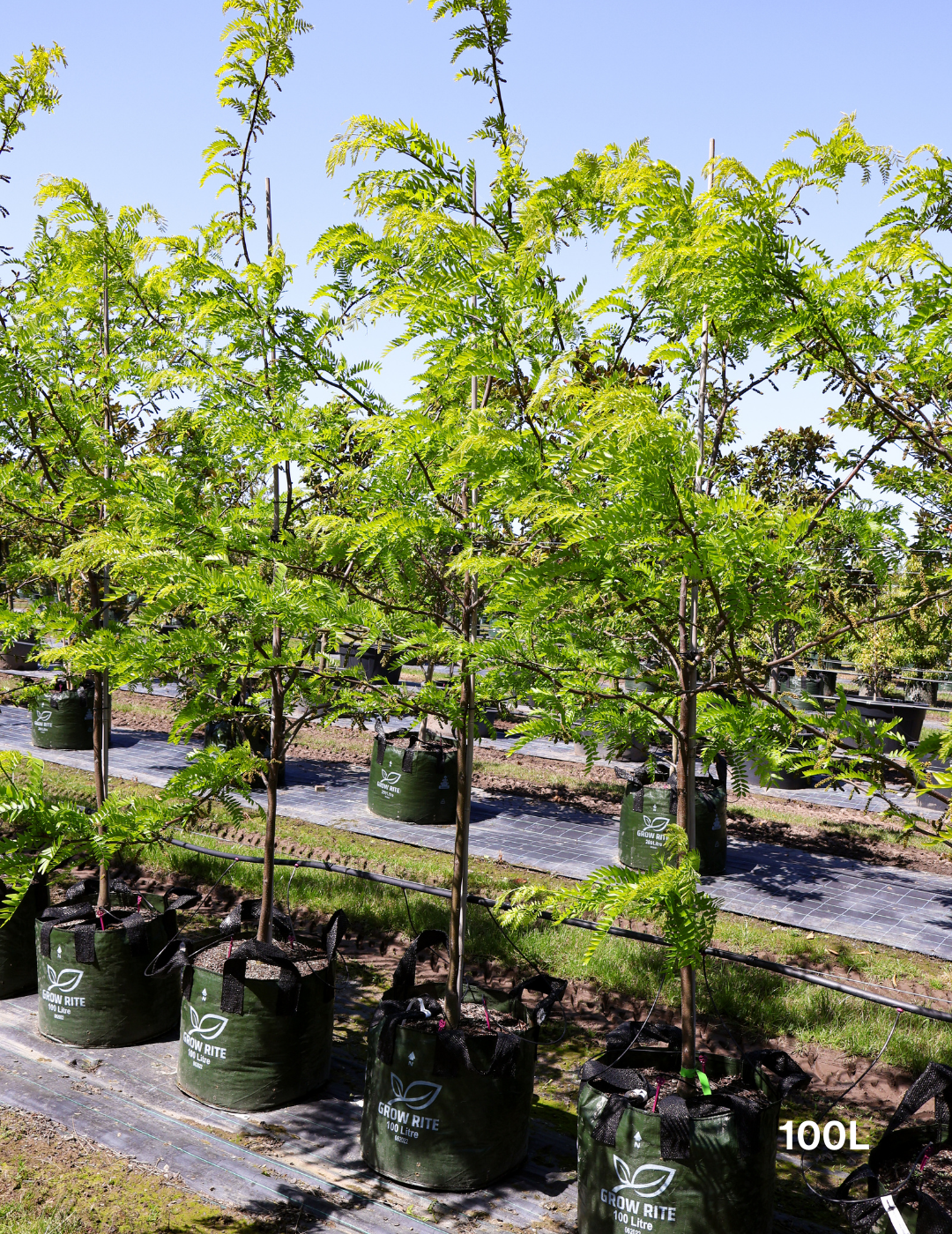 Gleditsia triacanthos 'Sunburst' - Evergreen Trees Direct