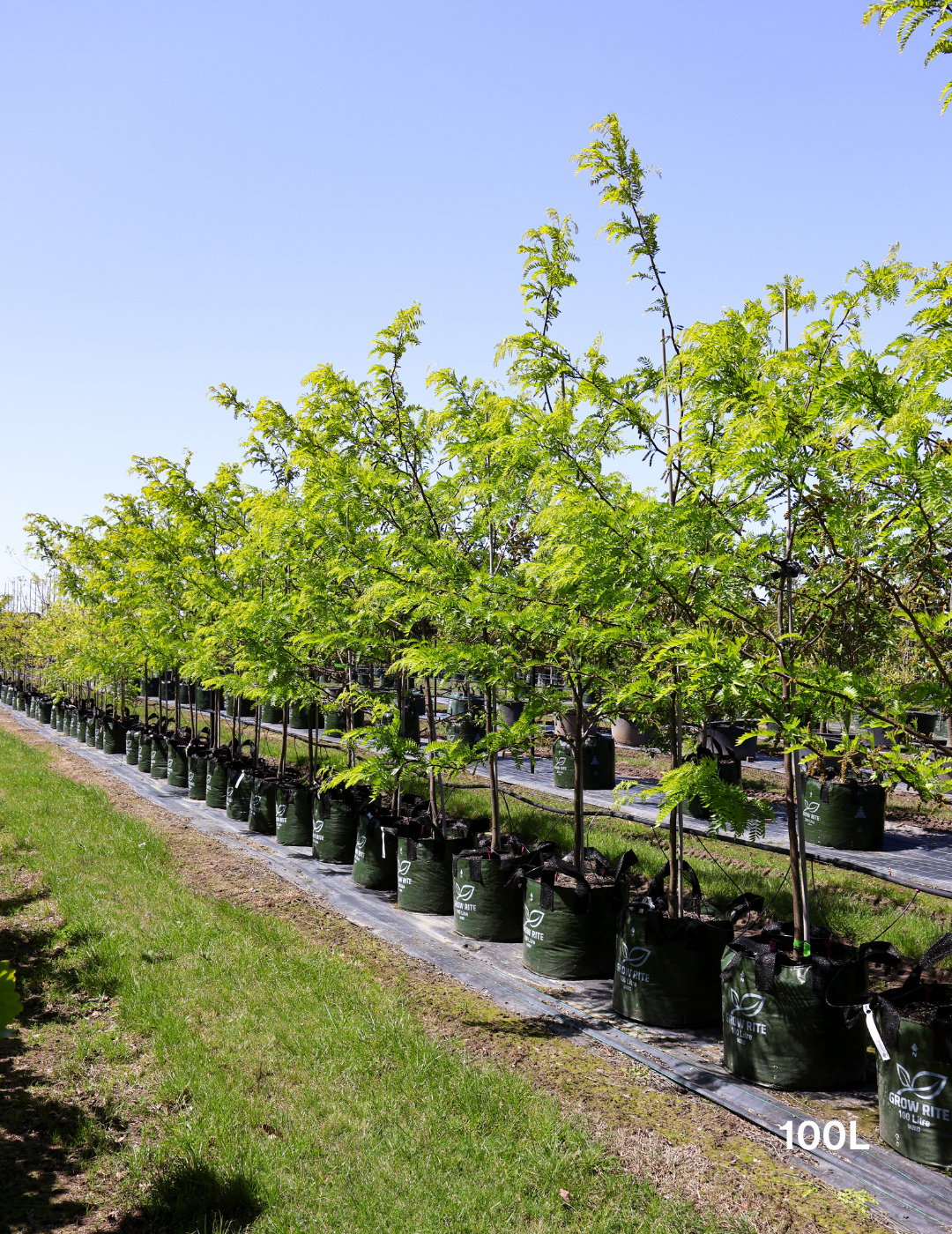 Gleditsia triacanthos 'Sunburst'