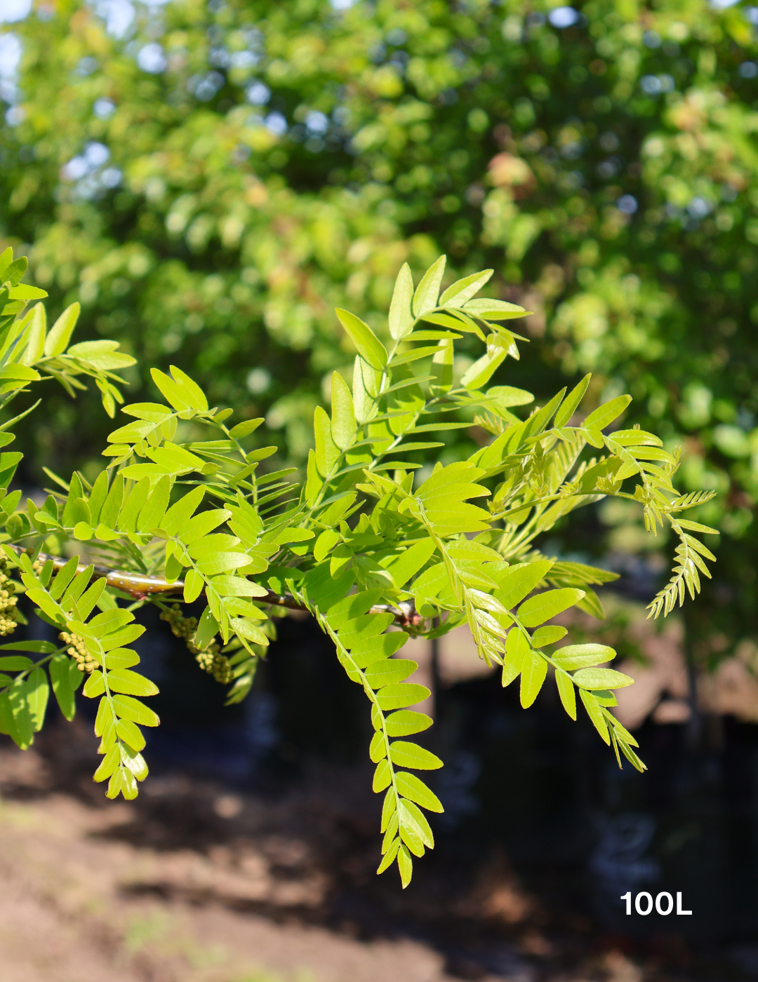 Gleditsia triacanthos 'Sunburst' - Evergreen Trees Direct