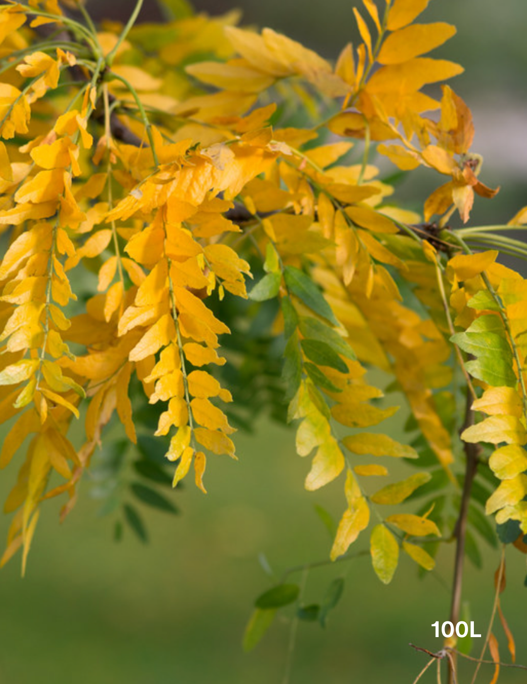 Gleditsia triacanthos 'Sunburst'