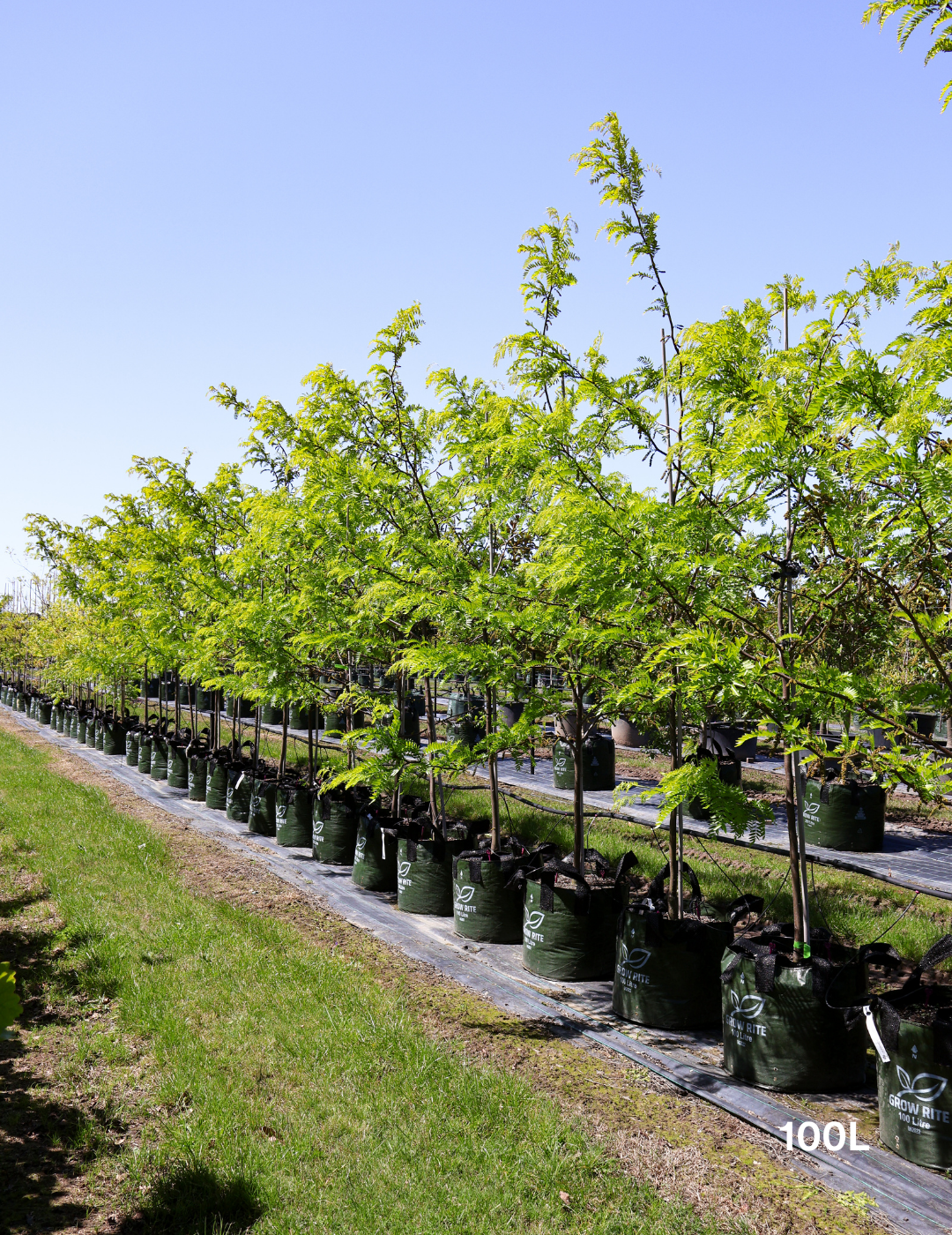 Gleditsia triacanthos 'Shademaster' - Evergreen Trees Direct