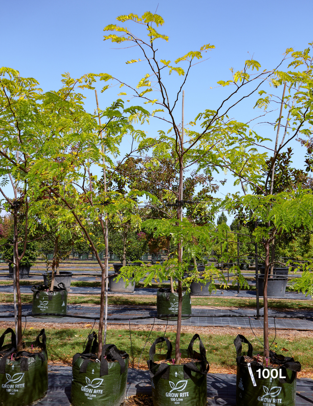 Gleditsia triacanthos 'Shademaster' - Evergreen Trees Direct