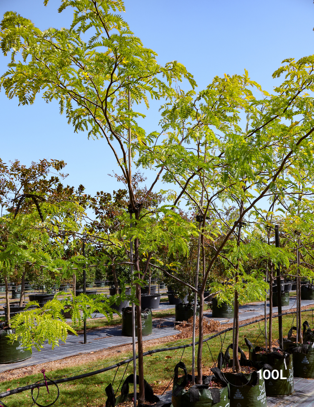 Gleditsia triacanthos 'Shademaster' - Evergreen Trees Direct