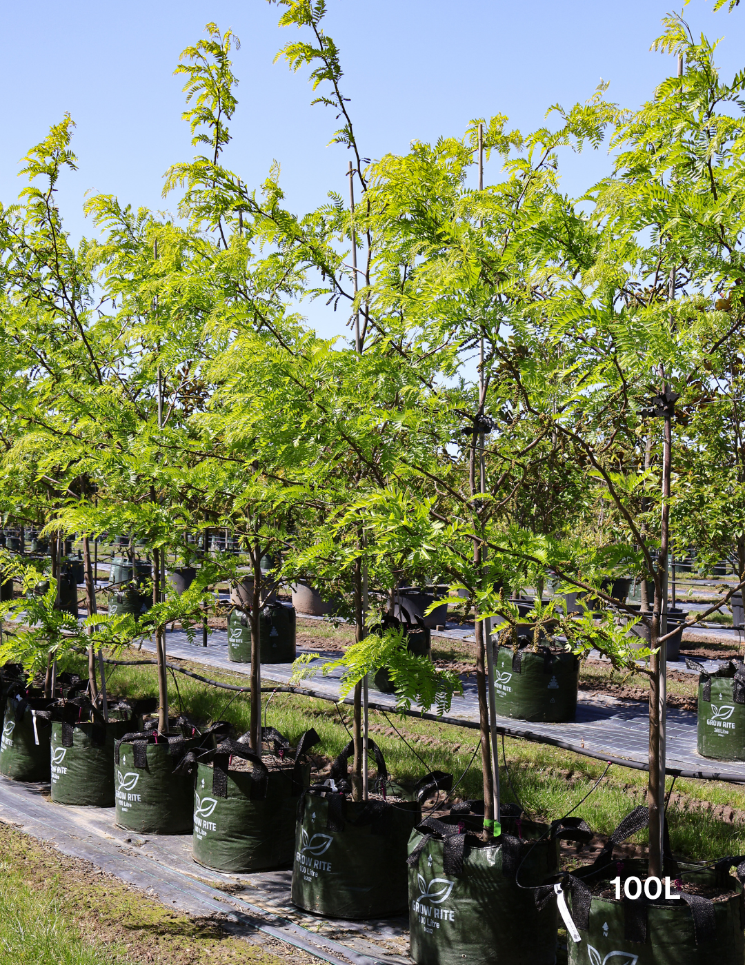 Gleditsia triacanthos 'Shademaster' - Evergreen Trees Direct