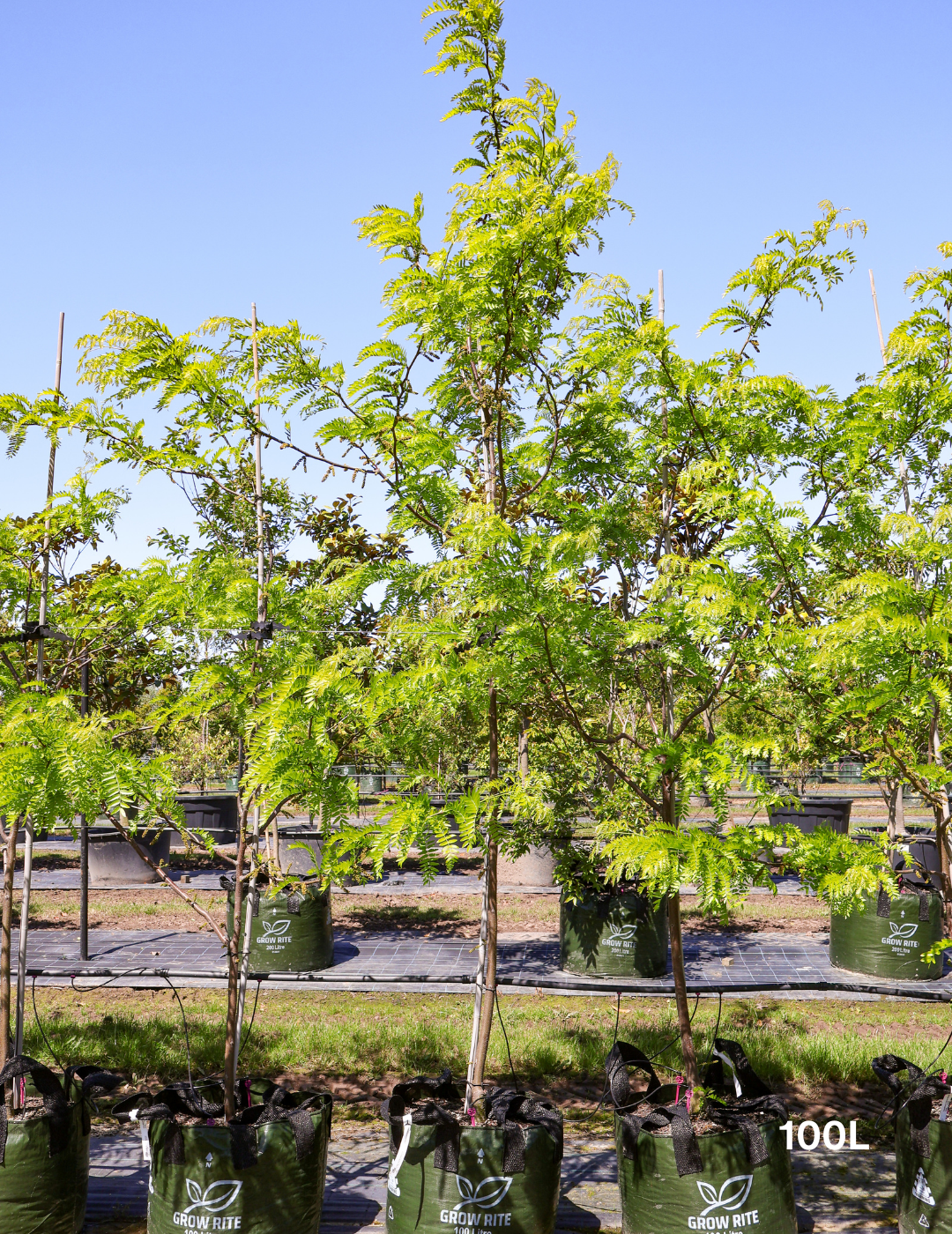 Gleditsia triacanthos 'Shademaster' - Evergreen Trees Direct