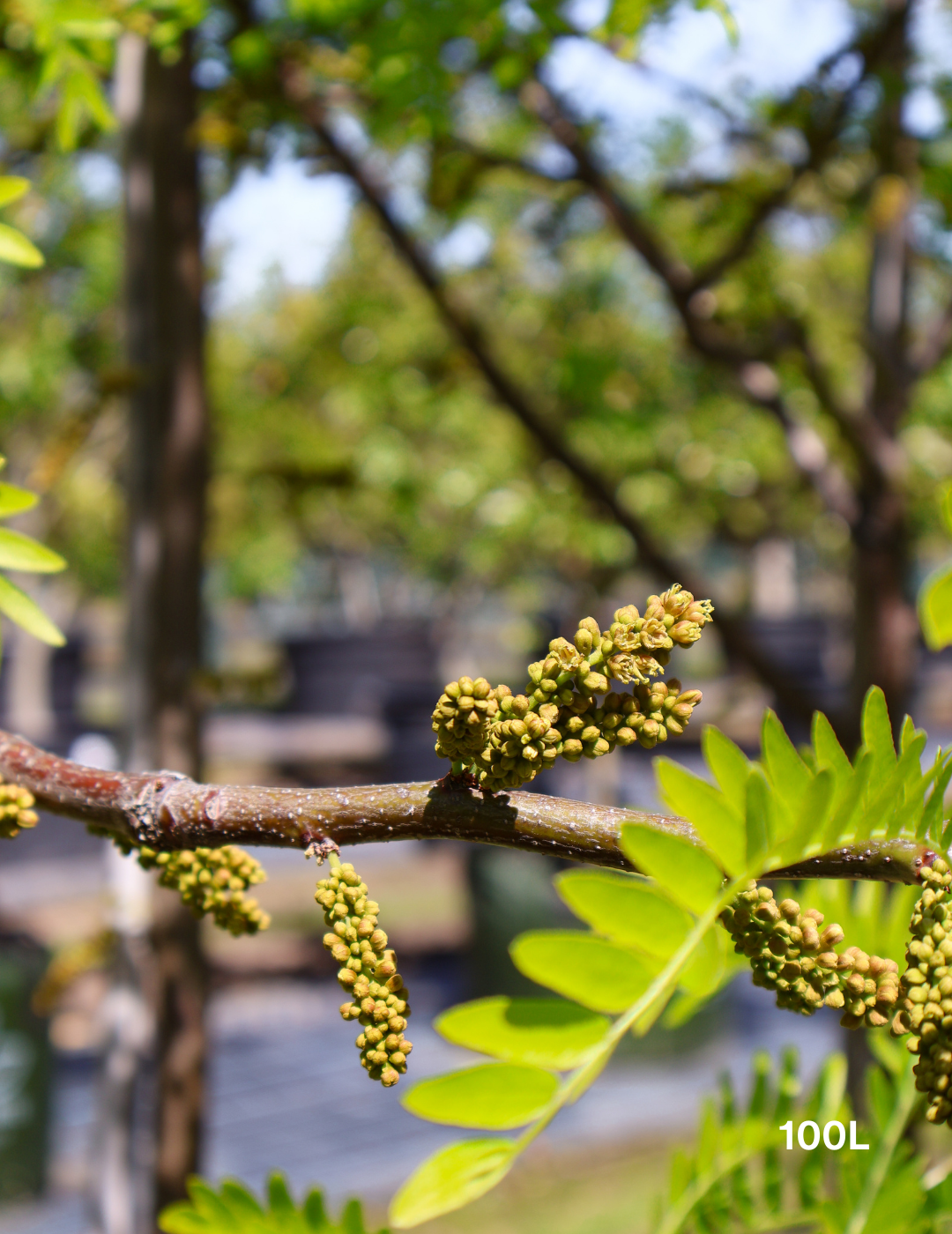 Gleditsia triacanthos 'Shademaster' - Evergreen Trees Direct