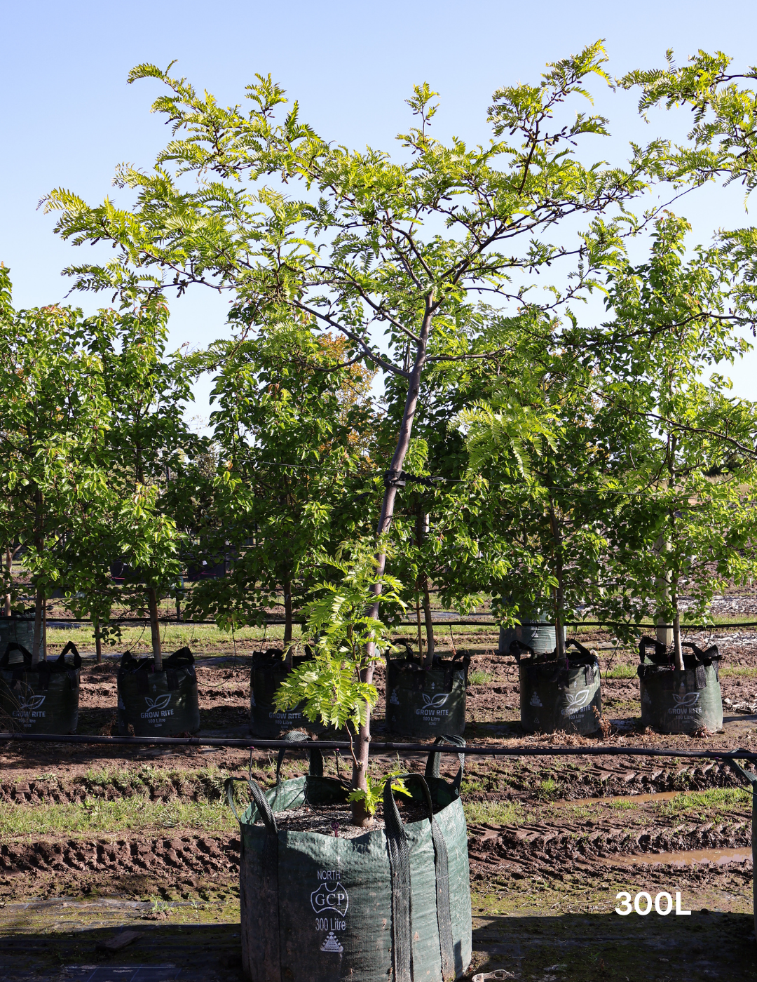 Gleditsia triacanthos 'Shademaster' - Evergreen Trees Direct