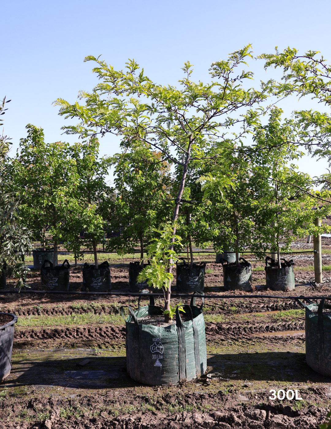 Gleditsia triacanthos 'Shademaster'