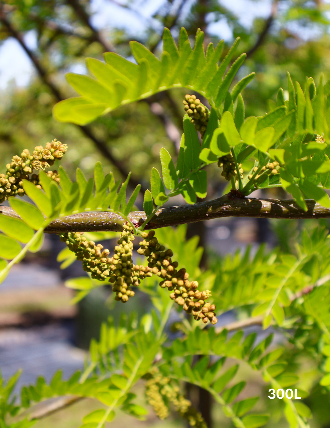 Gleditsia triacanthos 'Shademaster' - Evergreen Trees Direct