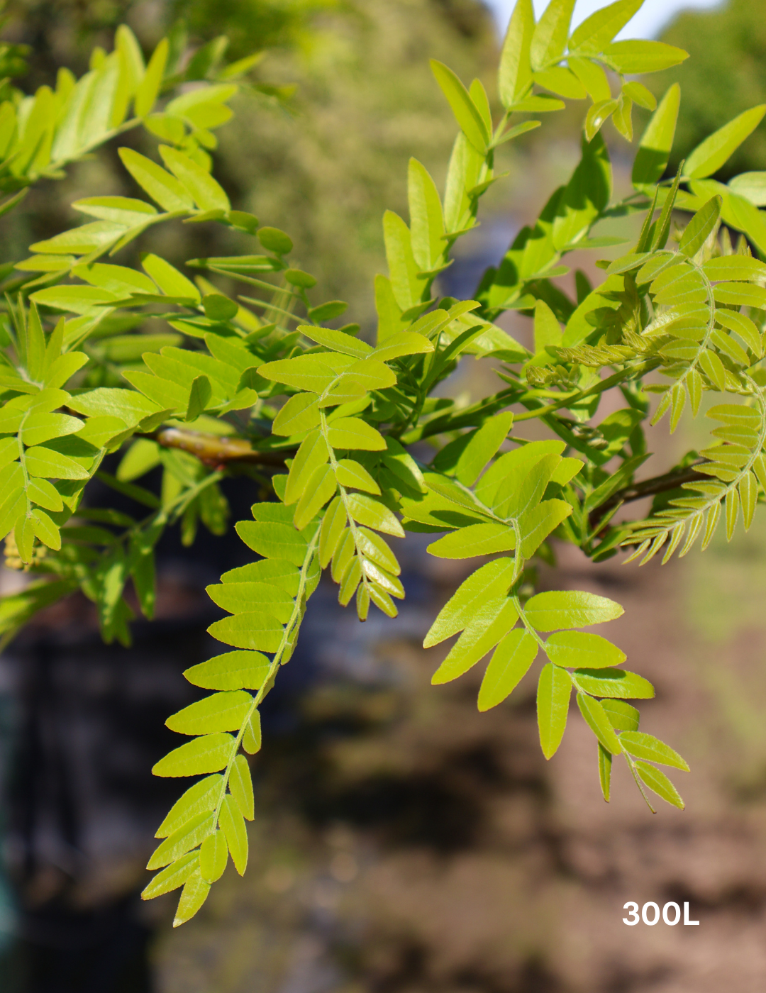 Gleditsia triacanthos 'Shademaster' - Evergreen Trees Direct