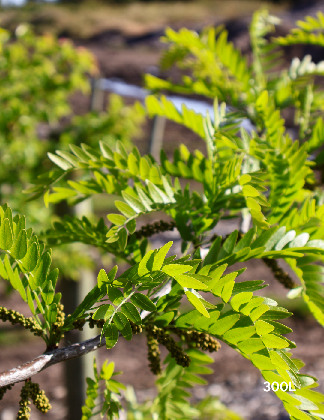 Gleditsia triacanthos 'Shademaster' - Evergreen Trees Direct