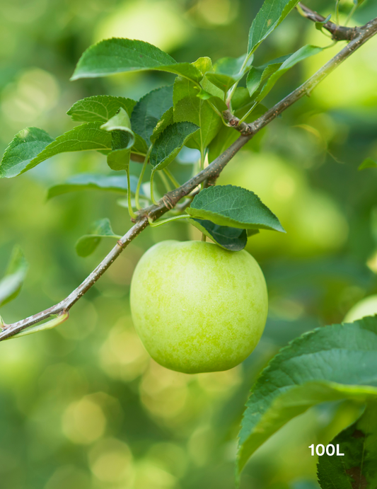 Malus domestica 'Granny Smith' Apple