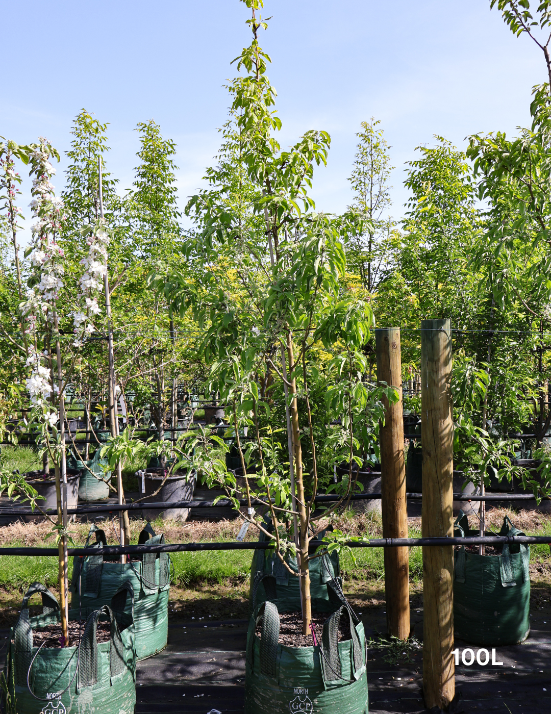 Malus domestica 'Granny Smith' Apple - Evergreen Trees Direct