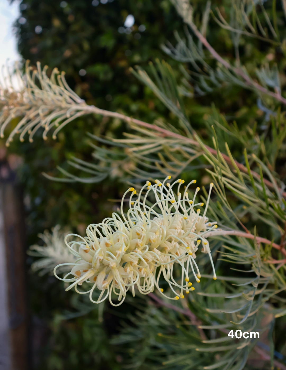 Grevillea x 'Moonlight' - Evergreen Trees Direct