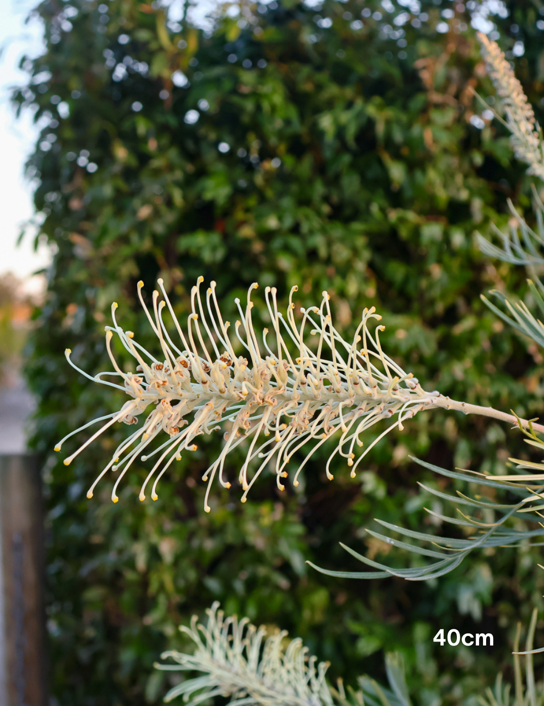 Grevillea x 'Moonlight' - Evergreen Trees Direct