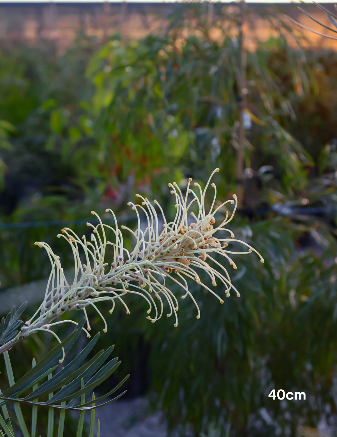 Grevillea x 'Moonlight' - Evergreen Trees Direct