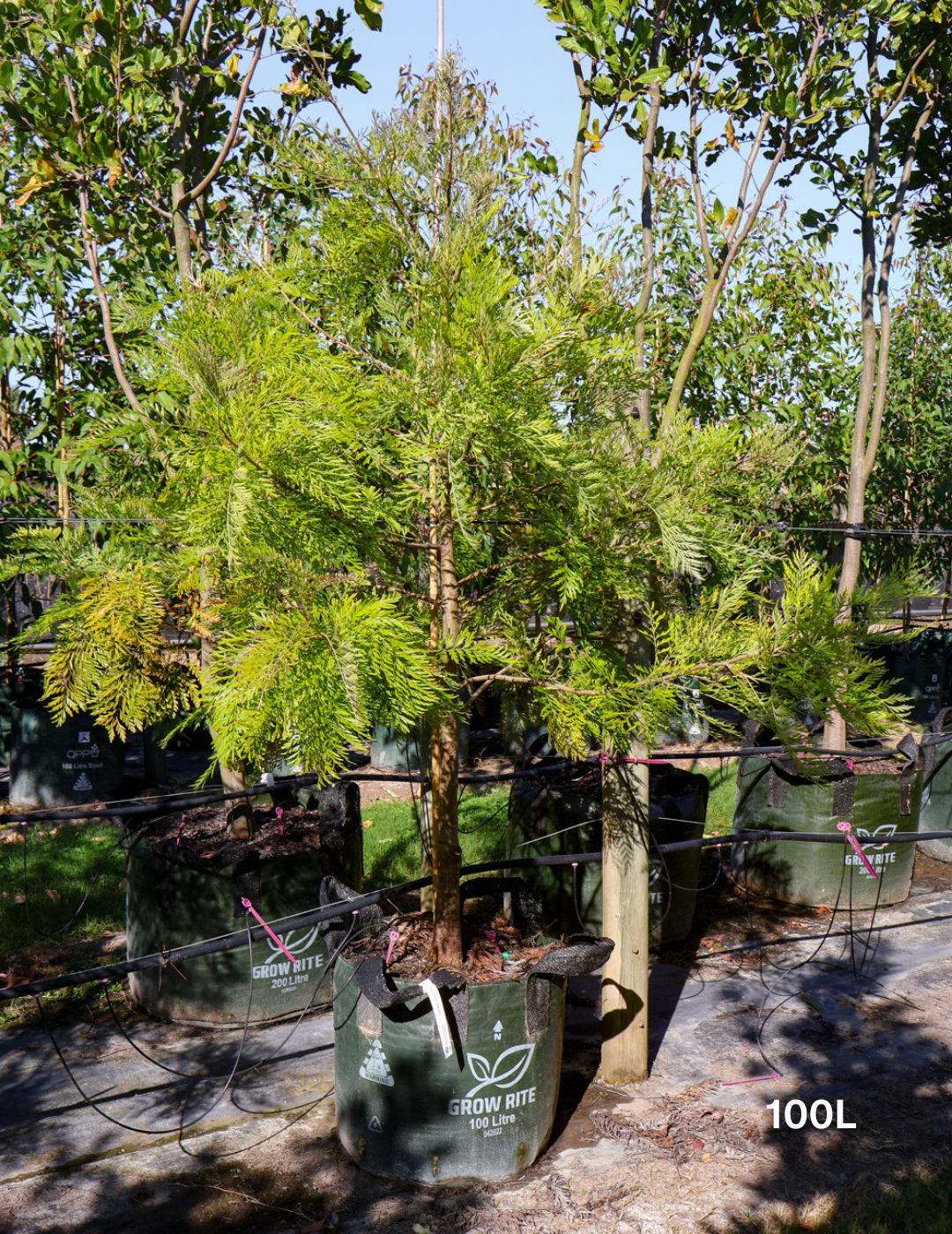 Grevillea robusta - Evergreen Trees Direct