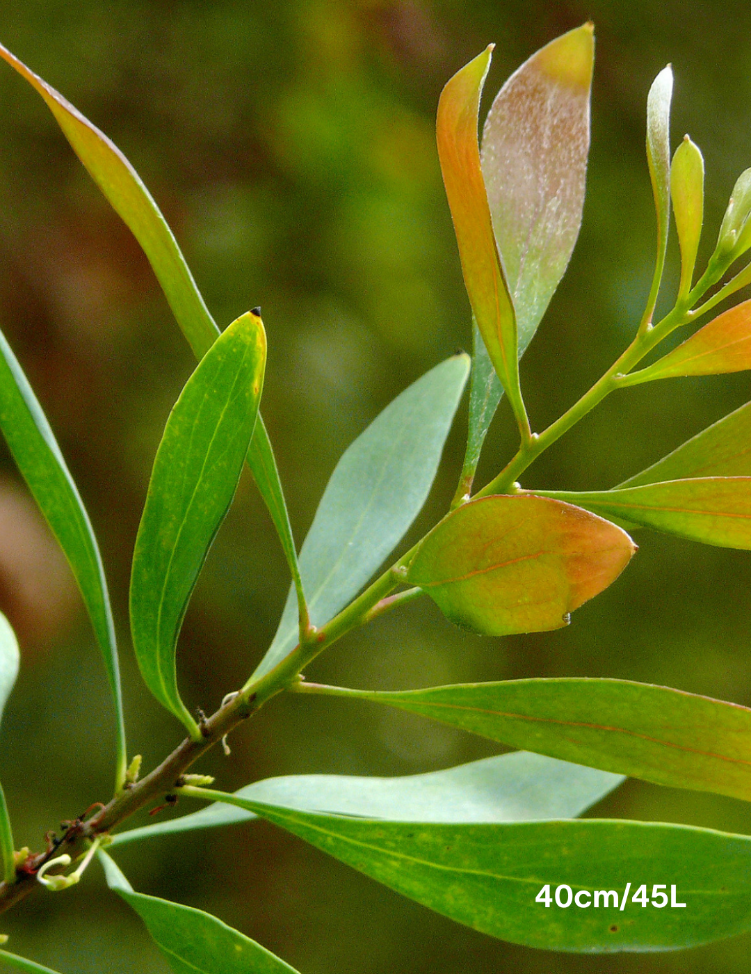 Hakea salicifolia