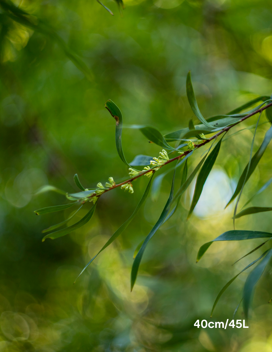 Hakea salicifolia