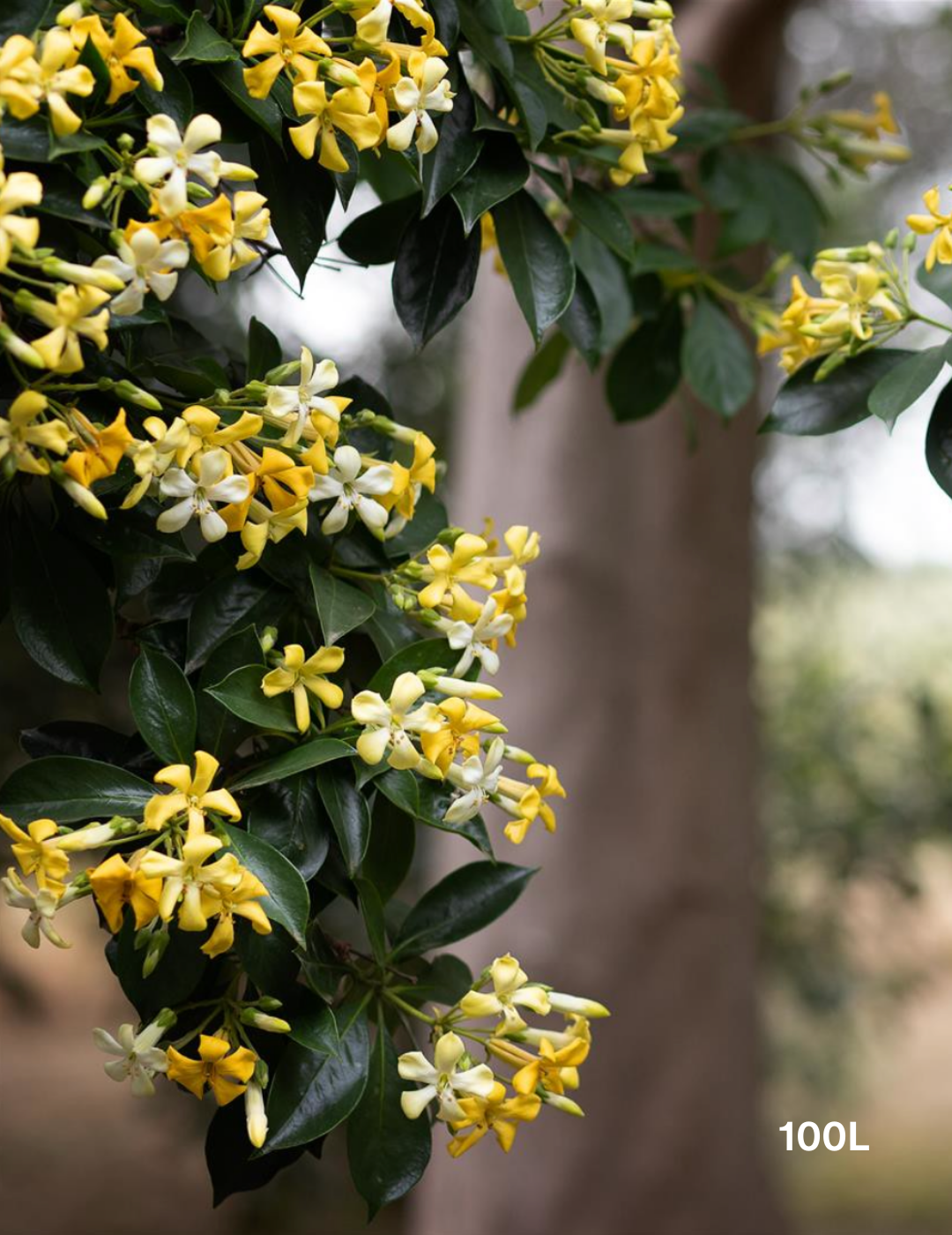 Hymenosporum flavum - Evergreen Trees Direct