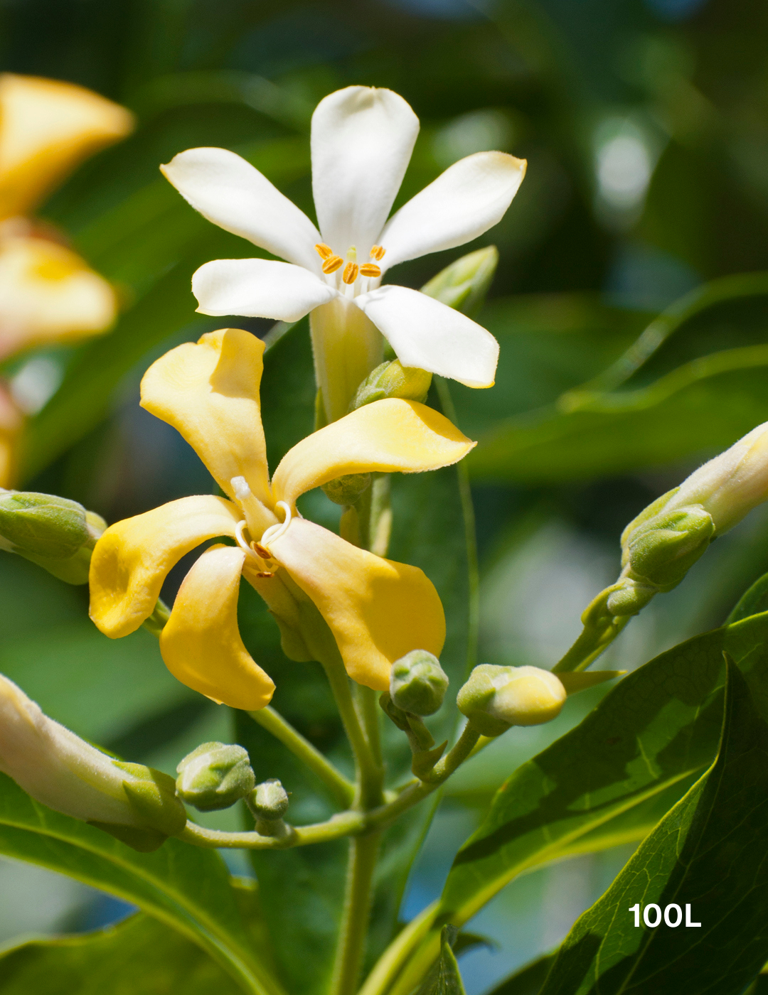 Hymenosporum flavum - Evergreen Trees Direct