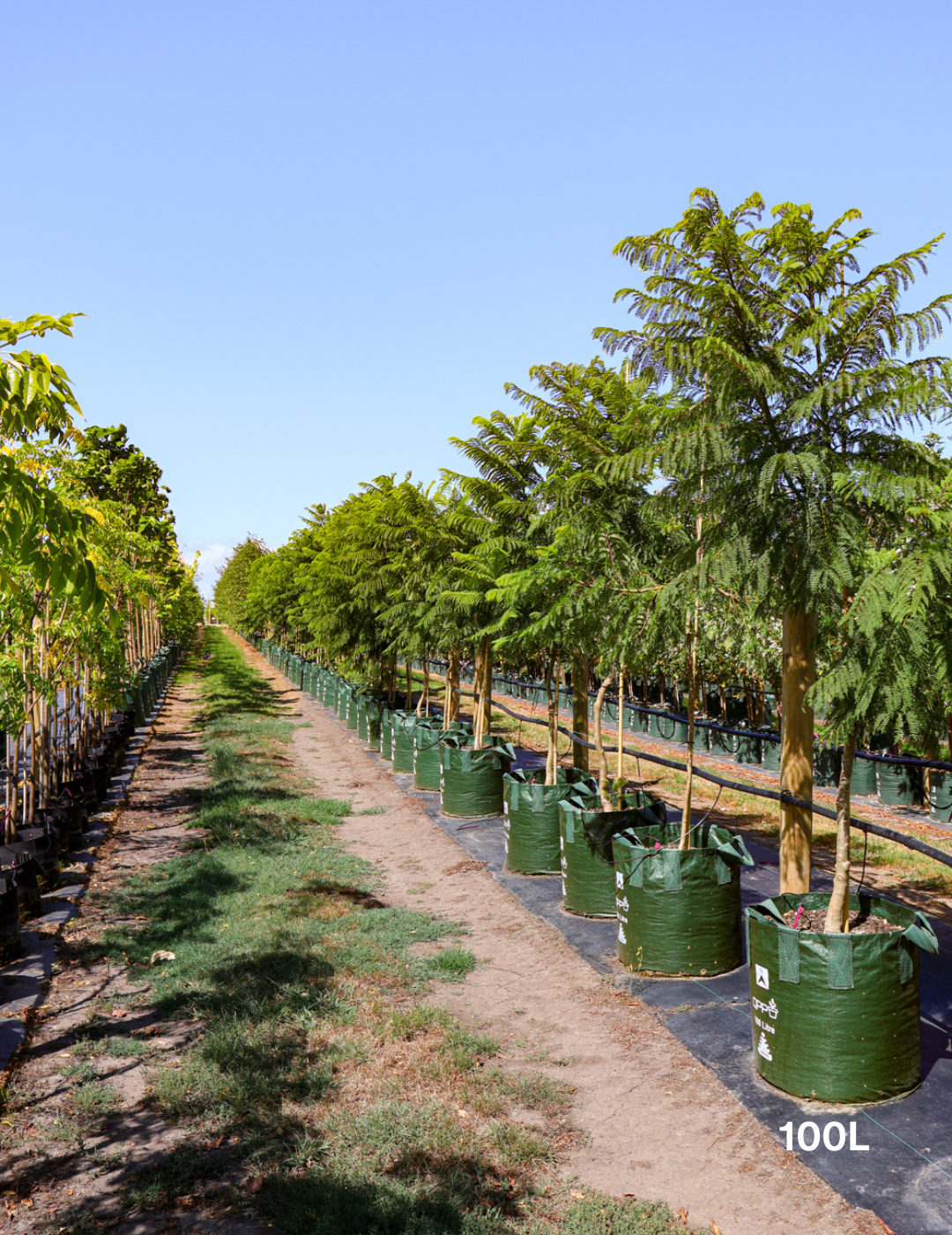 Jacaranda mimosifolia - Evergreen Trees Direct