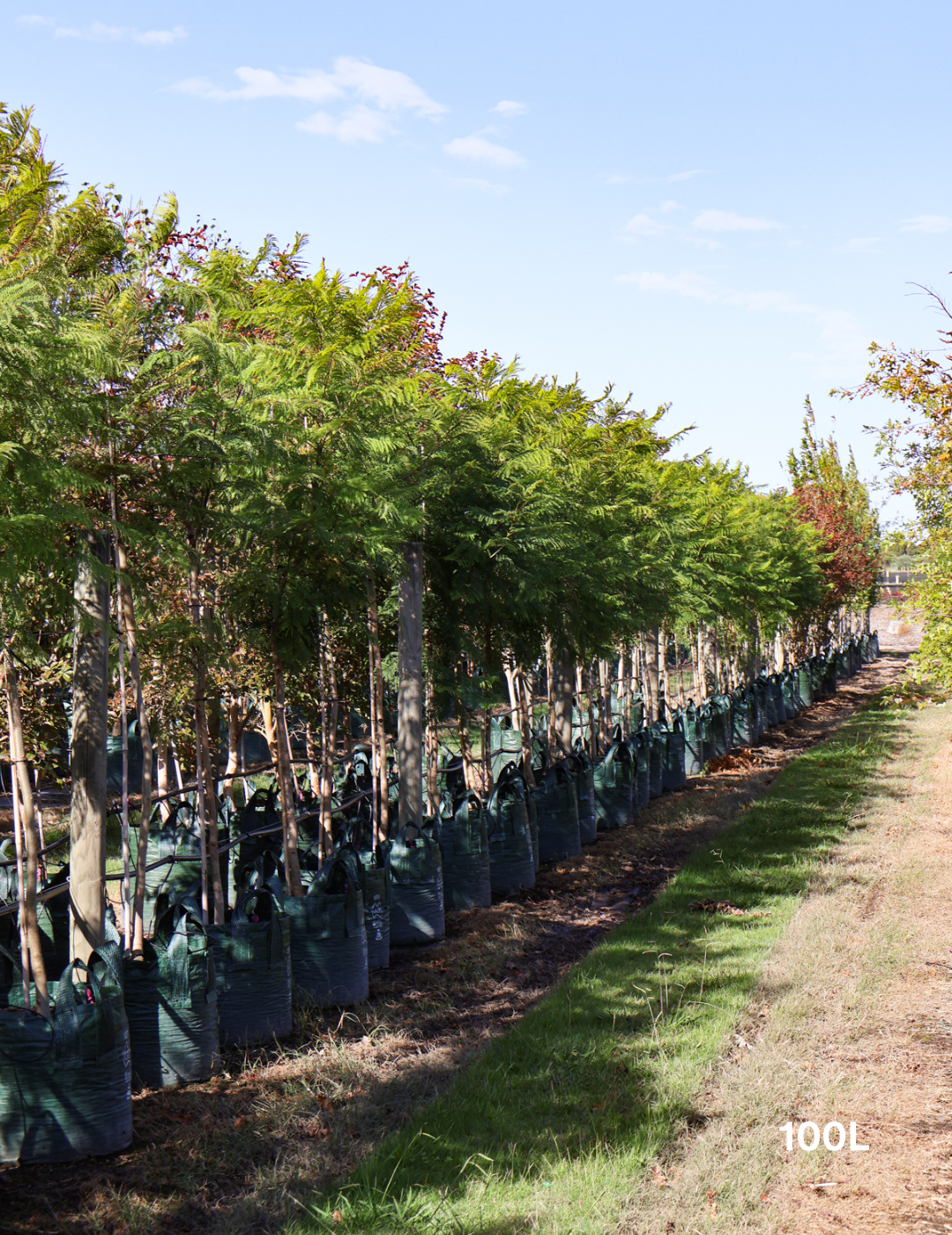 Jacaranda mimosifolia - Evergreen Trees Direct