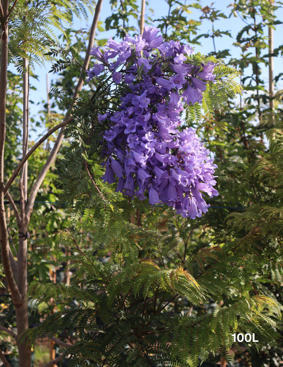 Jacaranda mimosifolia - Evergreen Trees Direct