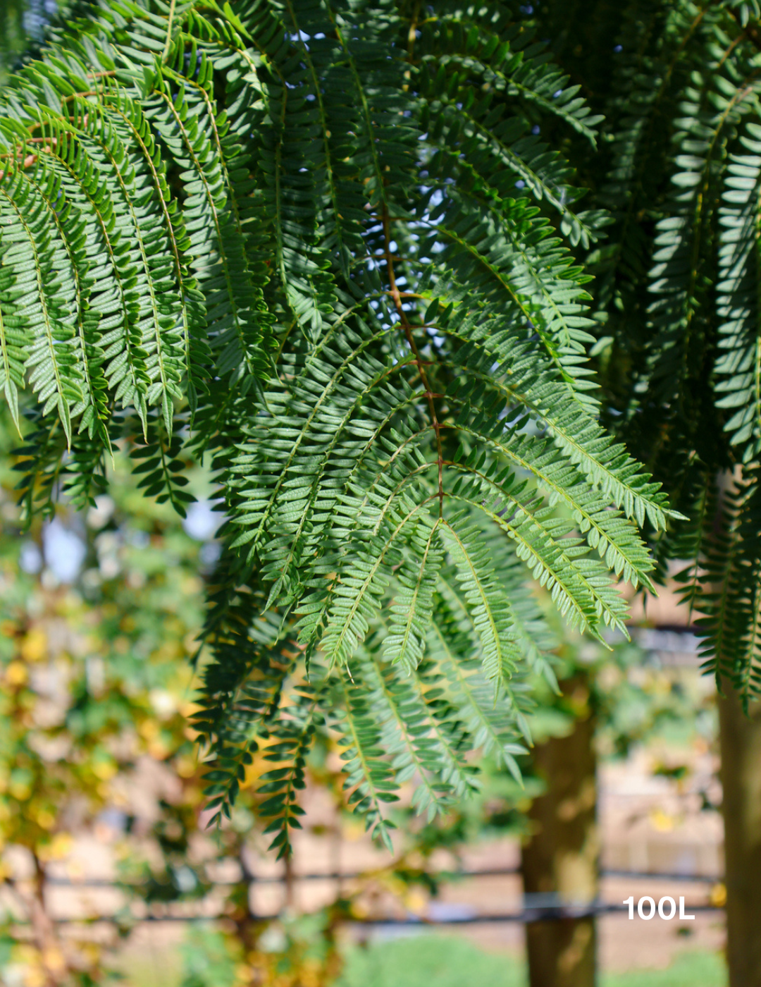 Jacaranda mimosifolia - Evergreen Trees Direct