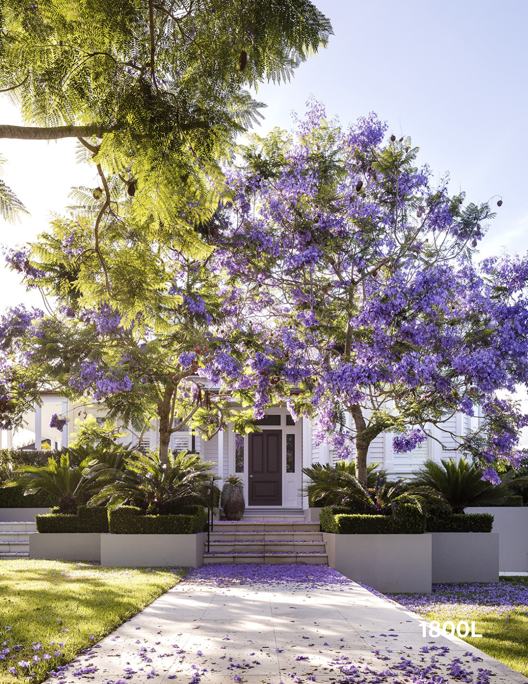 Jacaranda mimosifolia - Evergreen Trees Direct