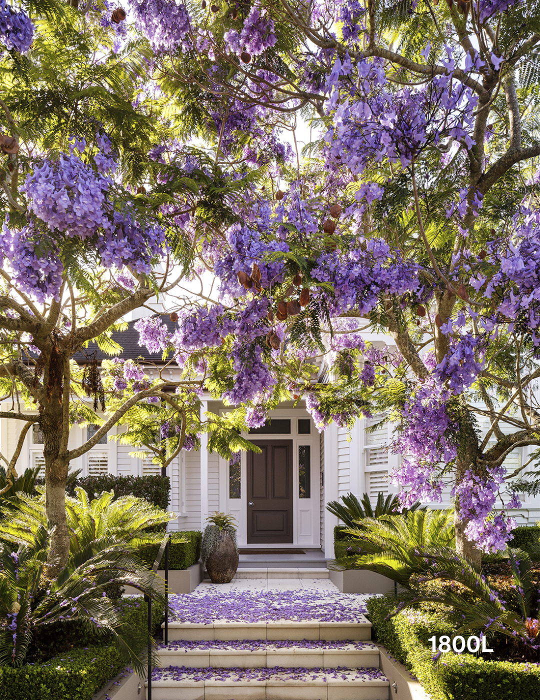 Jacaranda mimosifolia - Evergreen Trees Direct