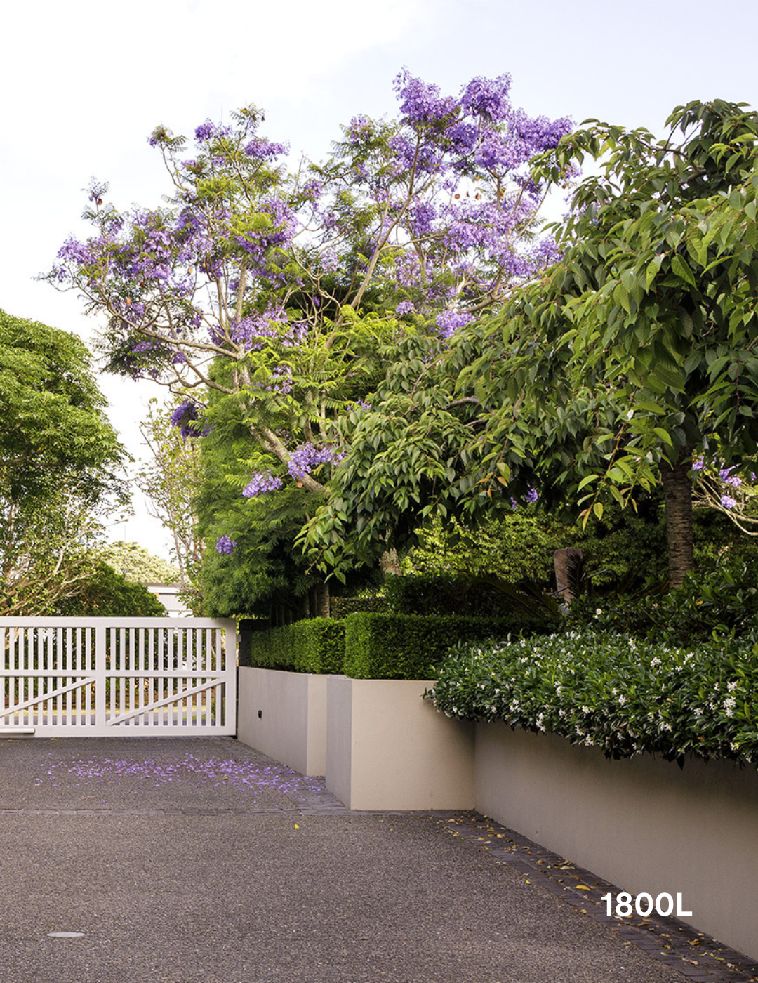 Jacaranda mimosifolia - Evergreen Trees Direct