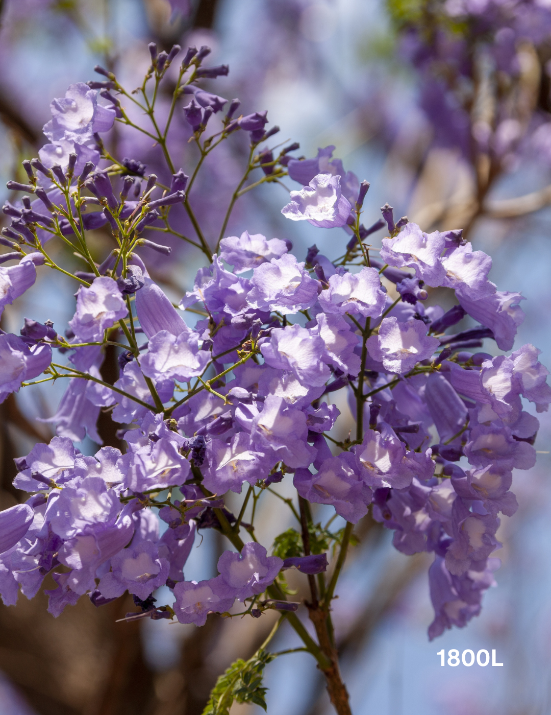 Jacaranda mimosifolia - Evergreen Trees Direct