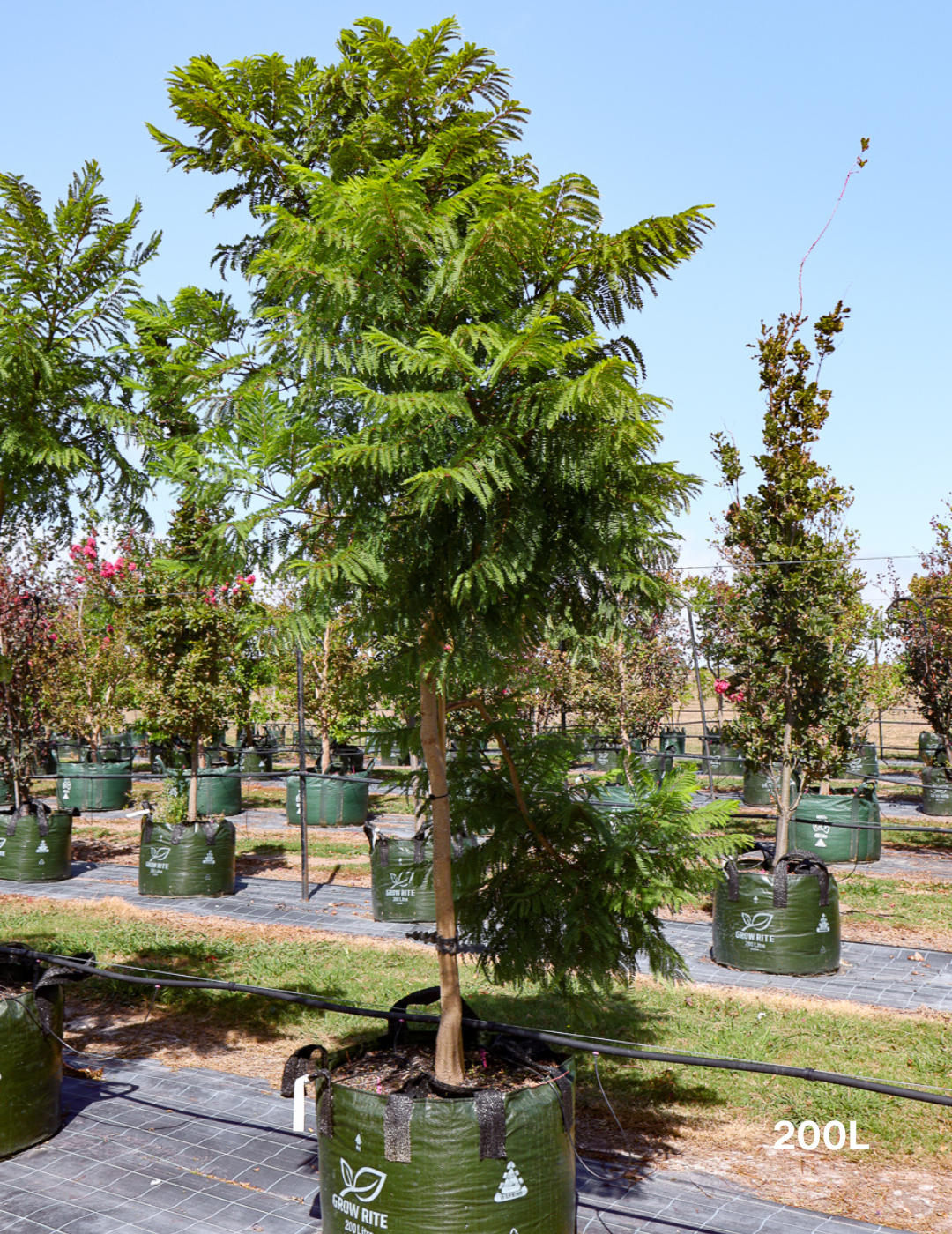 Jacaranda mimosifolia - Evergreen Trees Direct