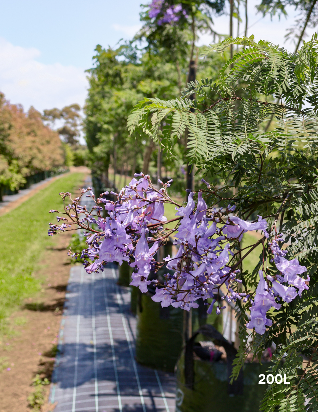 Jacaranda mimosifolia - Evergreen Trees Direct