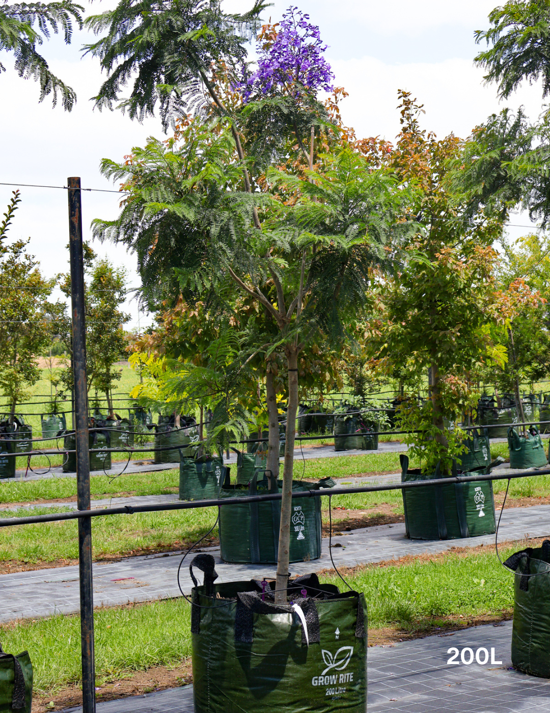 Jacaranda mimosifolia - Evergreen Trees Direct