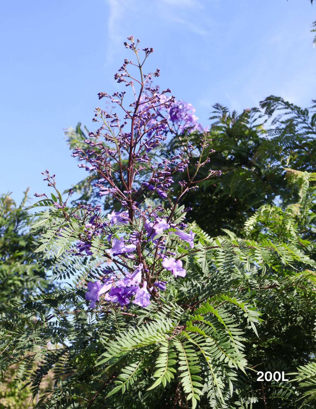 Jacaranda mimosifolia - Evergreen Trees Direct