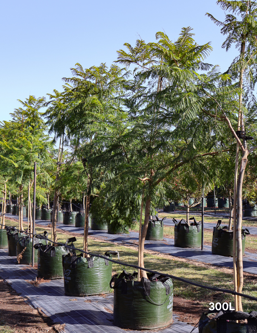 Jacaranda mimosifolia - Evergreen Trees Direct