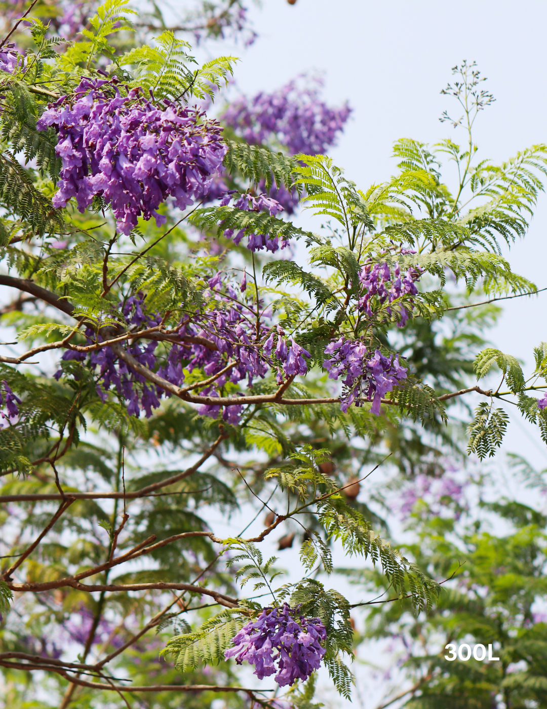 Jacaranda mimosifolia - Evergreen Trees Direct