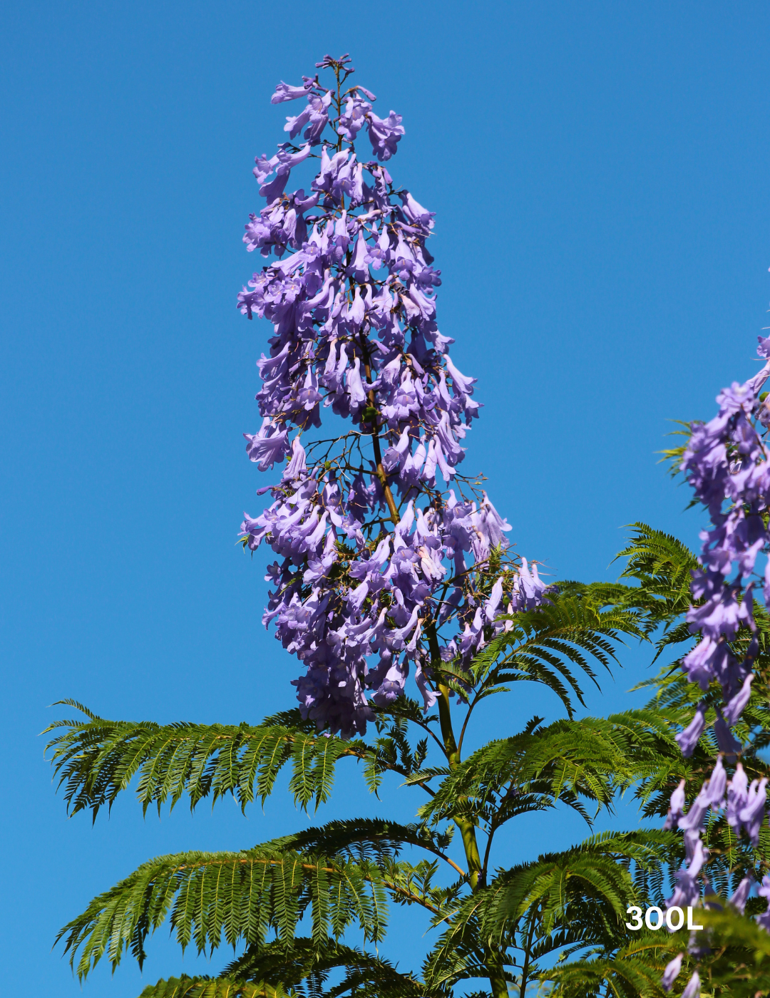 Jacaranda mimosifolia - Evergreen Trees Direct