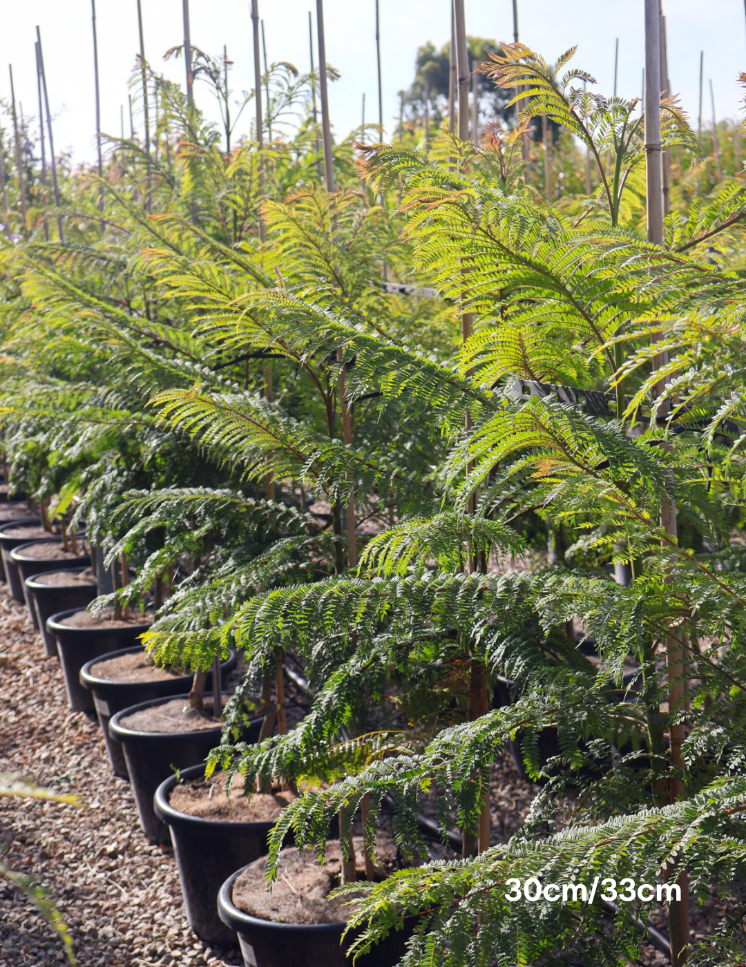 Jacaranda mimosifolia - Evergreen Trees Direct