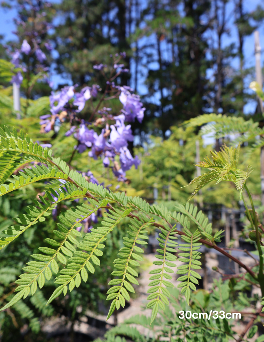 Jacaranda mimosifolia - Evergreen Trees Direct