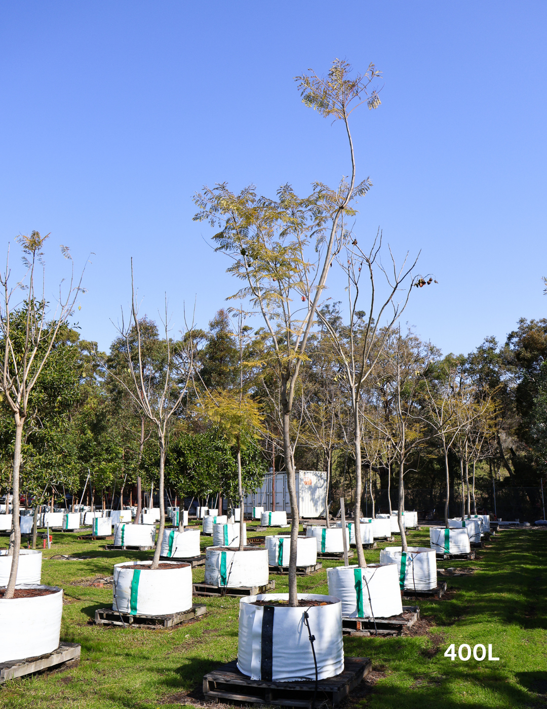 Jacaranda mimosifolia - Evergreen Trees Direct