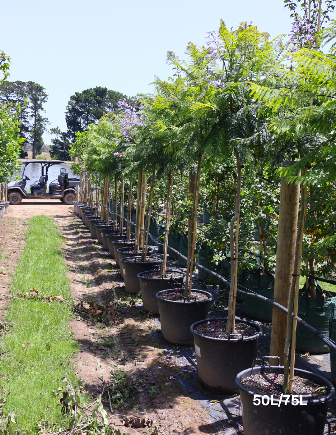 Jacaranda mimosifolia - Evergreen Trees Direct