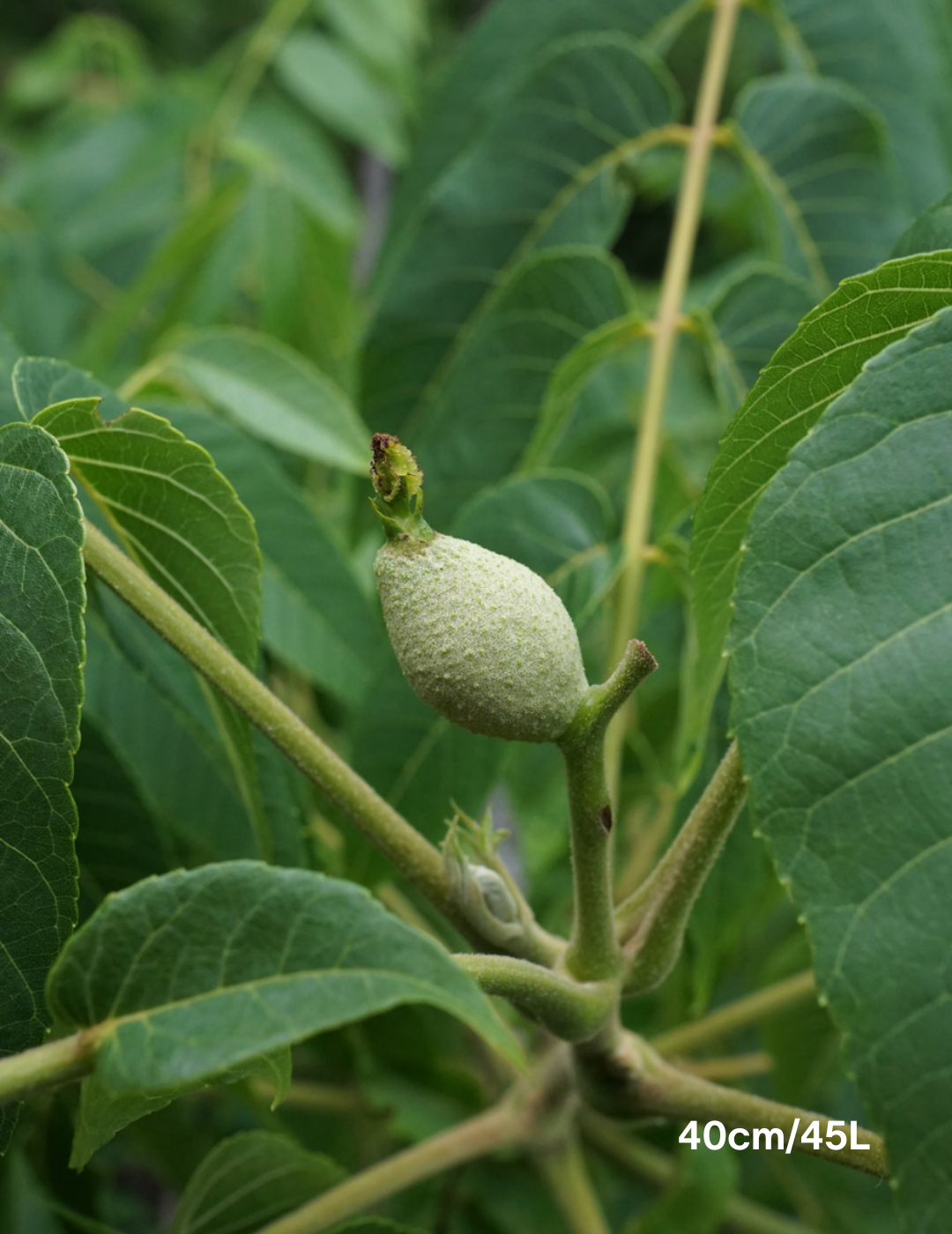 Juglans nigra 'Black Walnut'