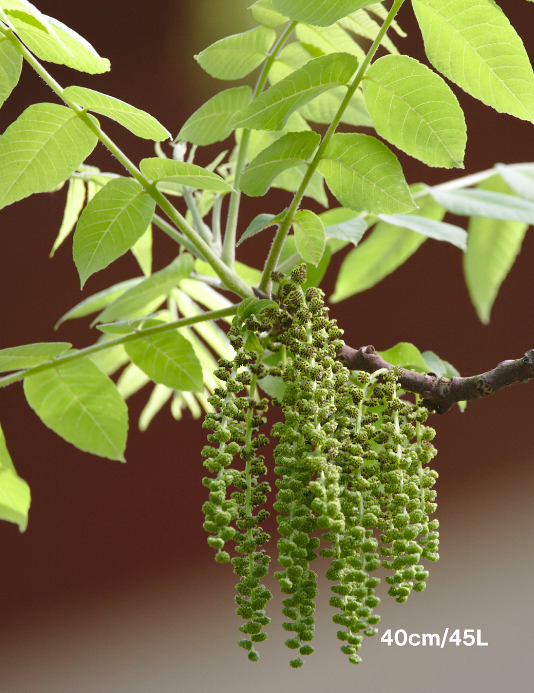 Juglans nigra 'Black Walnut' - Evergreen Trees Direct