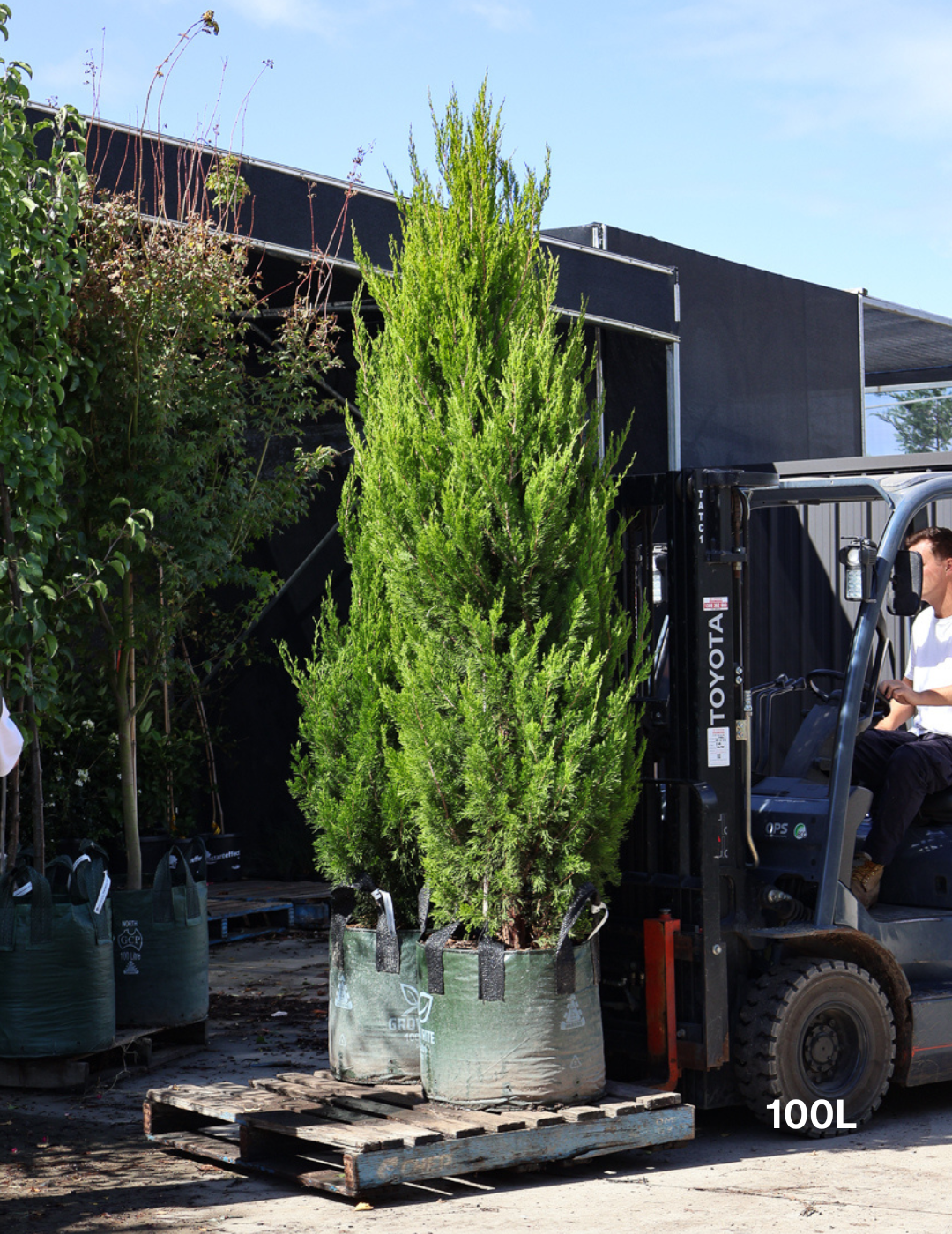 Juniperus chinensis 'Spartan'