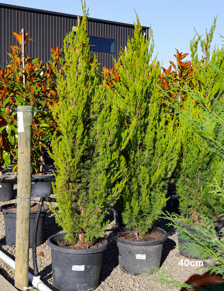 Juniperus chinensis 'Spartan'