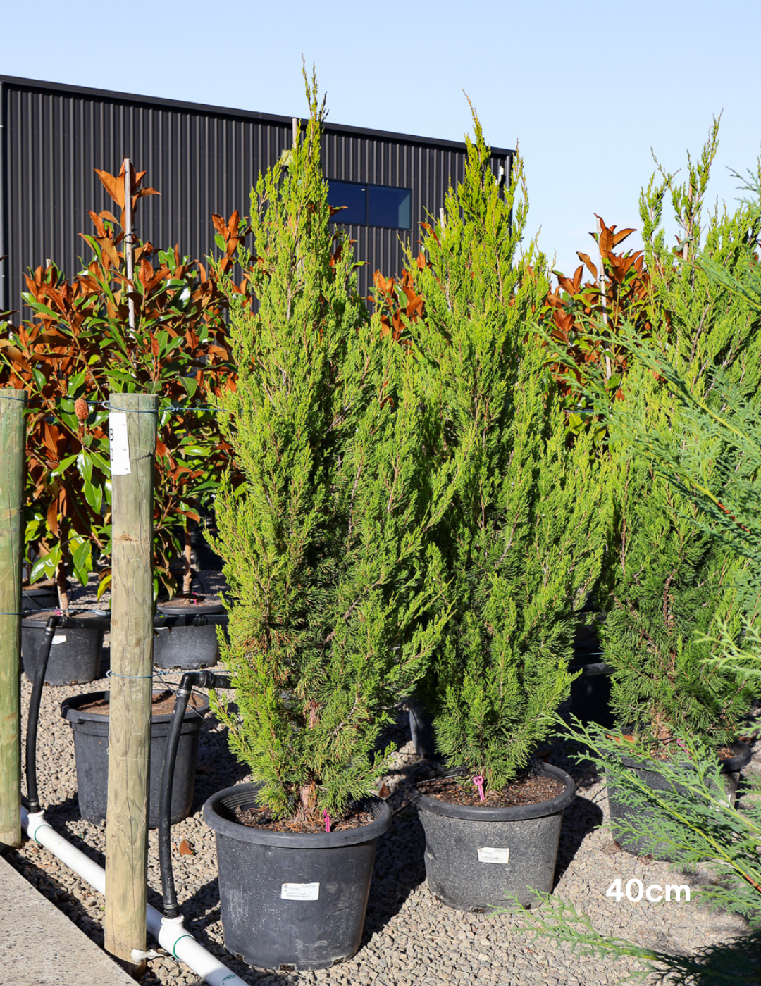 Juniperus chinensis 'Spartan' - Evergreen Trees Direct